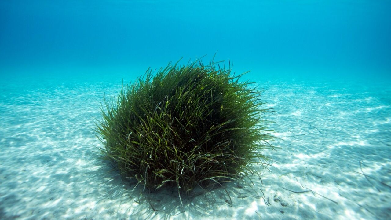 Bodrum’un Deniz Altı Hazinesi Haritaya İşleniyor1