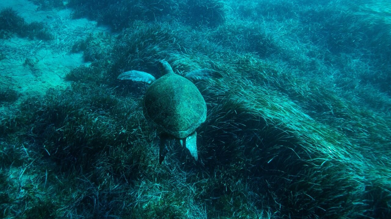 Bodrum’un Deniz Altı Hazinesi Haritaya İşleniyor2