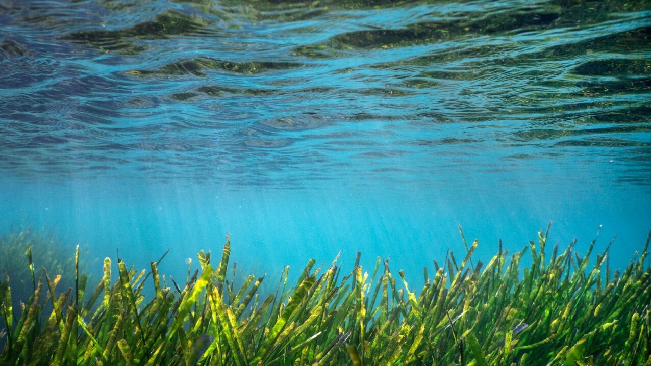 Bodrum’un Deniz Altı Hazinesi Haritaya İşleniyor5