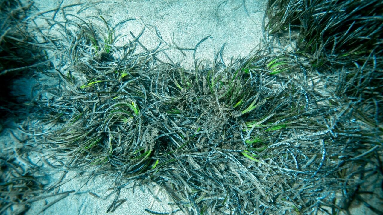 Bodrum’un Deniz Altı Hazinesi Haritaya İşleniyor6
