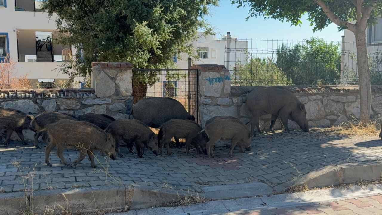Bodrum’da 30 Domuz Mahalle Aralarında Görüntülendi (1)