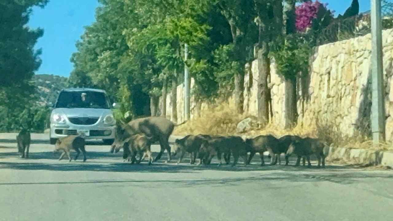 Bodrum’da 30 Domuz Mahalle Aralarında Görüntülendi (2)