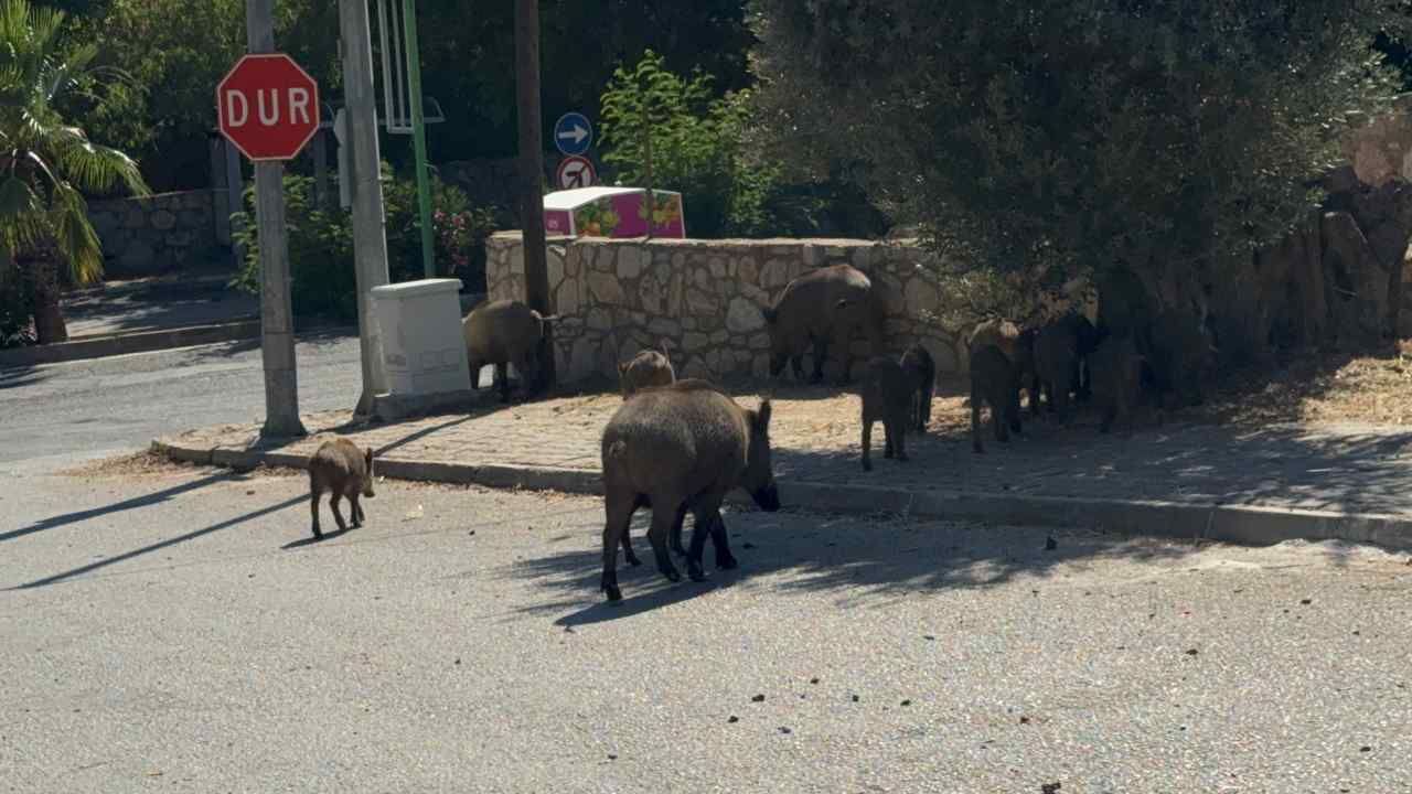 Bodrum’da 30 Domuz Mahalle Aralarında Görüntülendi (3)