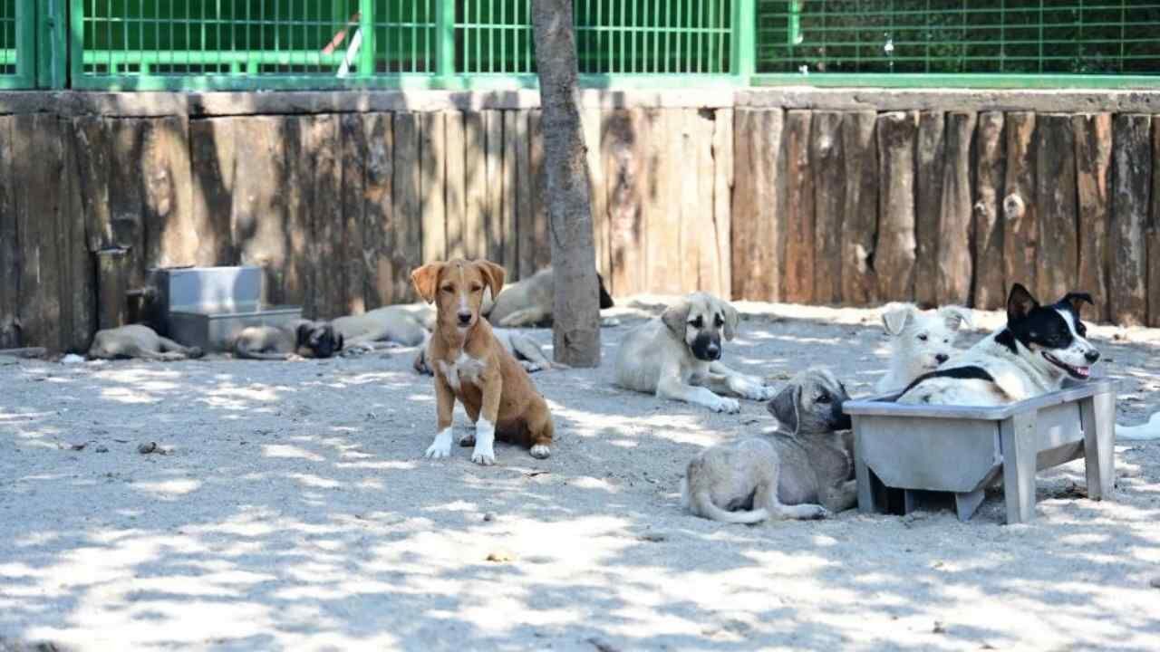 Köyceğiz Belediye Başkanı İçin Soruşturma İzni (1)