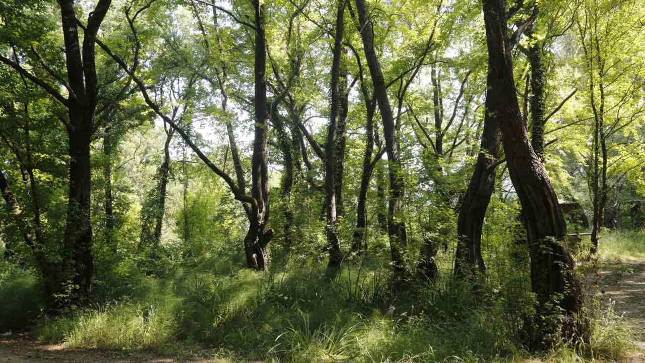 Muğla’da Sığla Yağı Üretimi Kapalı Sistemle Başladı (3)