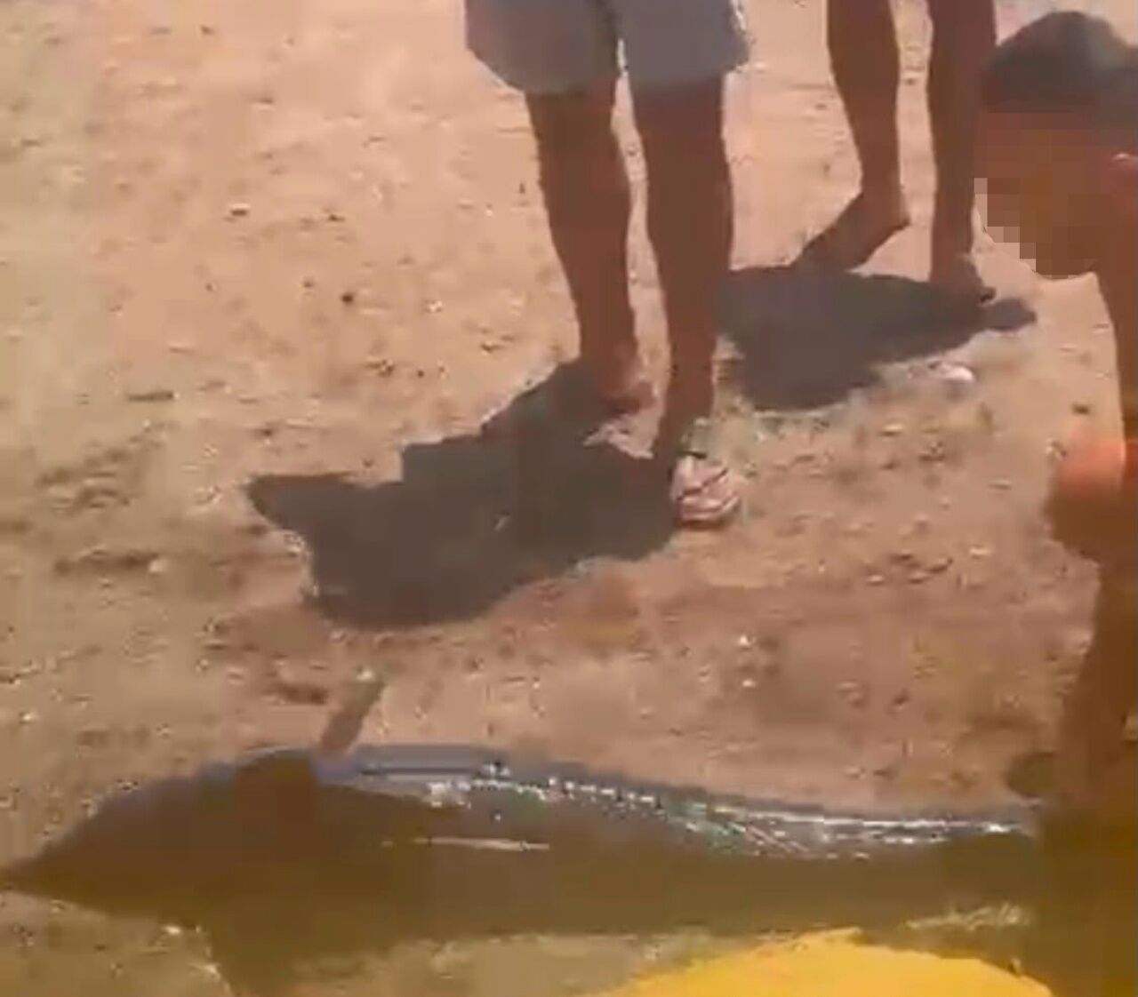 Marmaris’te Kılıç Balığını Karaya Çıkaran Kişiye Ceza3