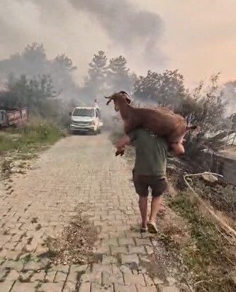 Muğla'da Keçisini Omzuna Alıp Alevlerden Kurtardı (1)