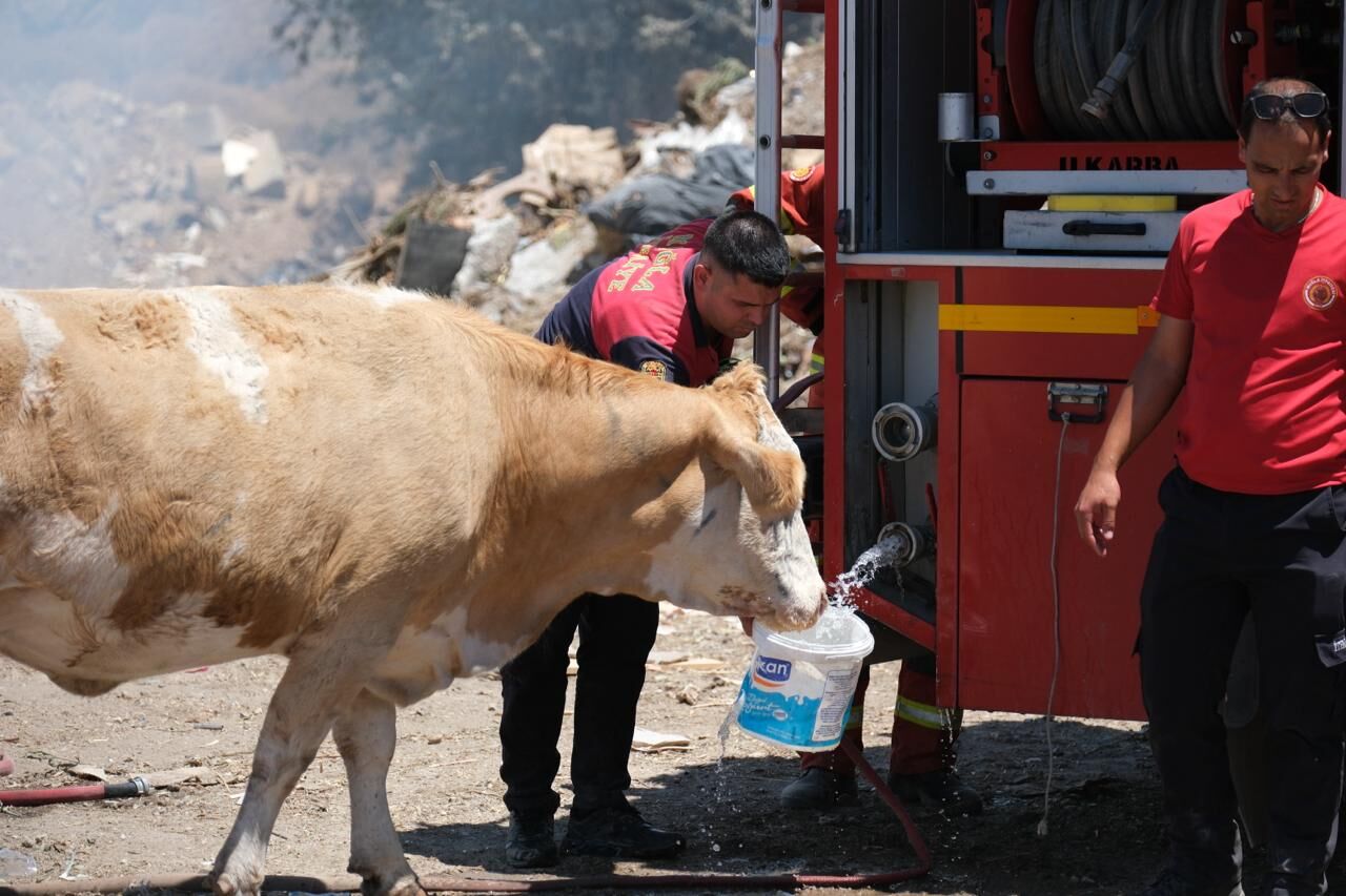 Muğla'da Yangın Sahasında Yürek Isıtan An İneklere Temiz Su Verdiler (2)