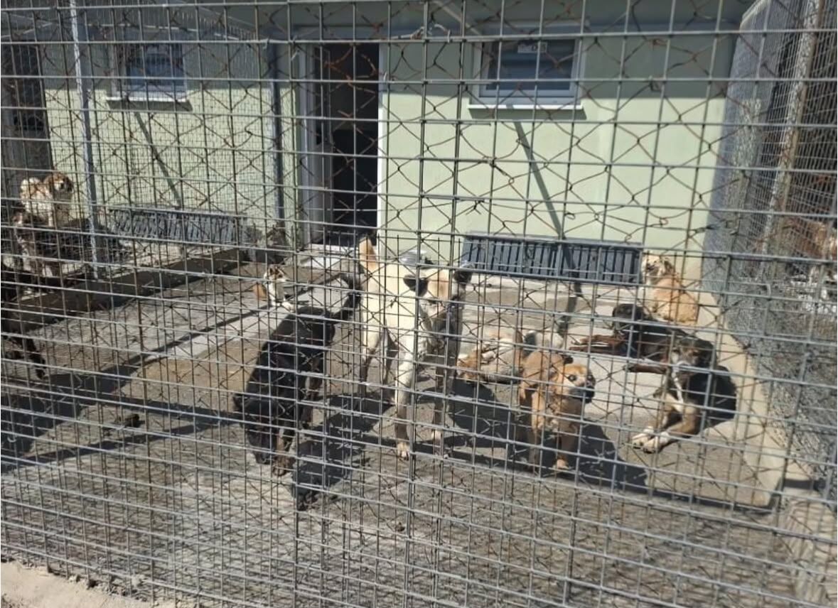 Muğla’daki Hayvan Bakımeviyle İlgili Ağır İddialar (1)-1