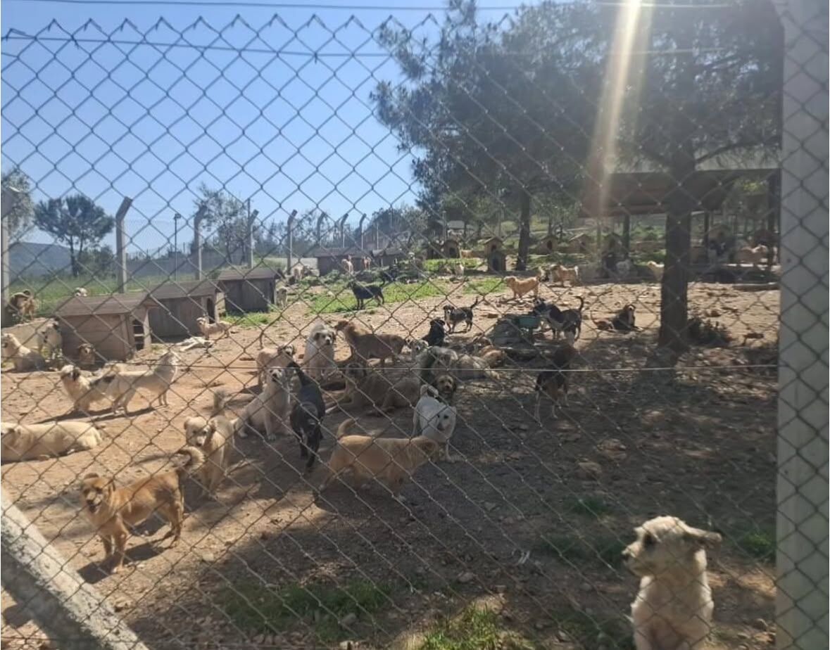 Muğla’daki Hayvan Bakımeviyle İlgili Ağır İddialar (2)