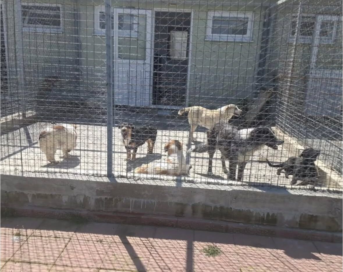 Muğla’daki Hayvan Bakımeviyle İlgili Ağır İddialar (3)