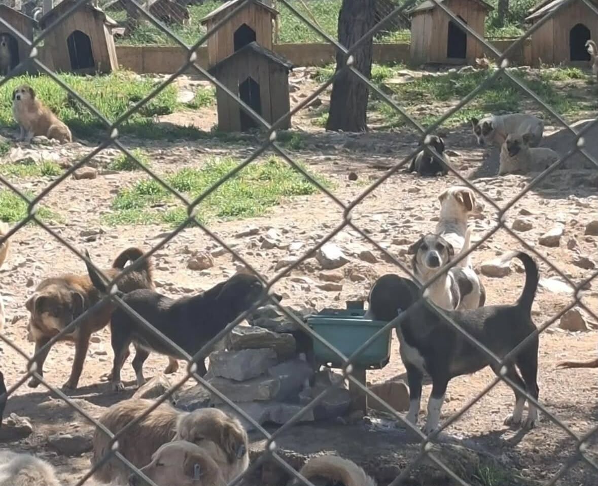Muğla’daki Hayvan Bakımeviyle İlgili Ağır İddialar (5)