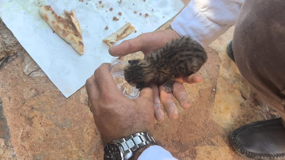 Alevlerin Arasında Yaşam Mücadelesi Yavru Kediyi Muhabirler Kurtardı (2)
