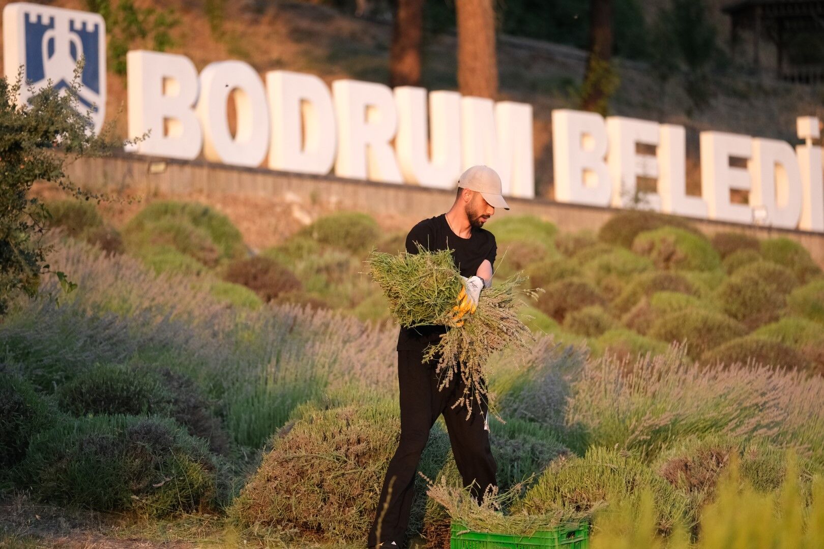 Bodrum’da Gençler Güne Lavanta Hasadıyla Başlıyor (1)