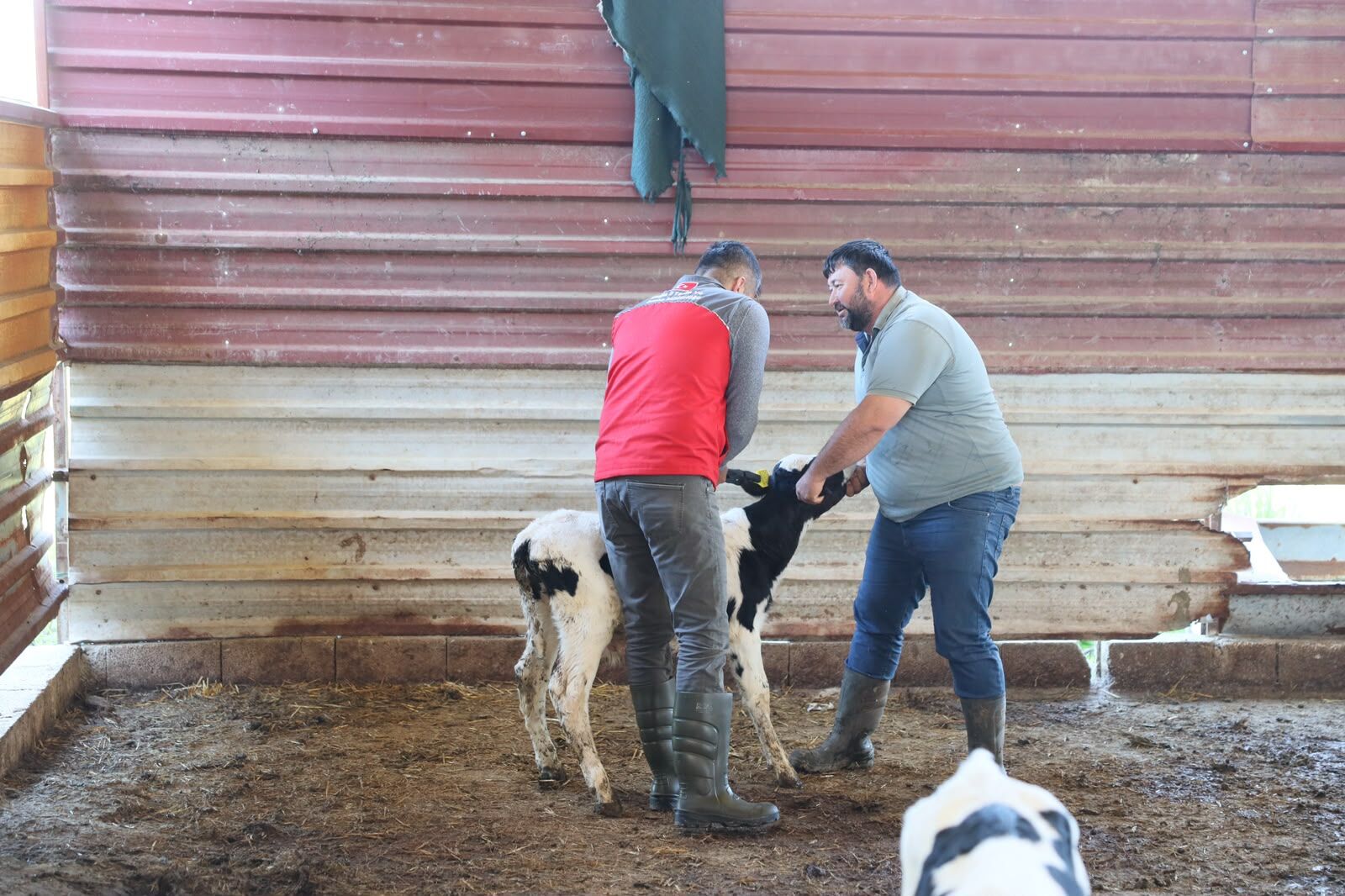 Muğla’da Buzağı Kayıplarını Azaltacak Yeni Proje (2)