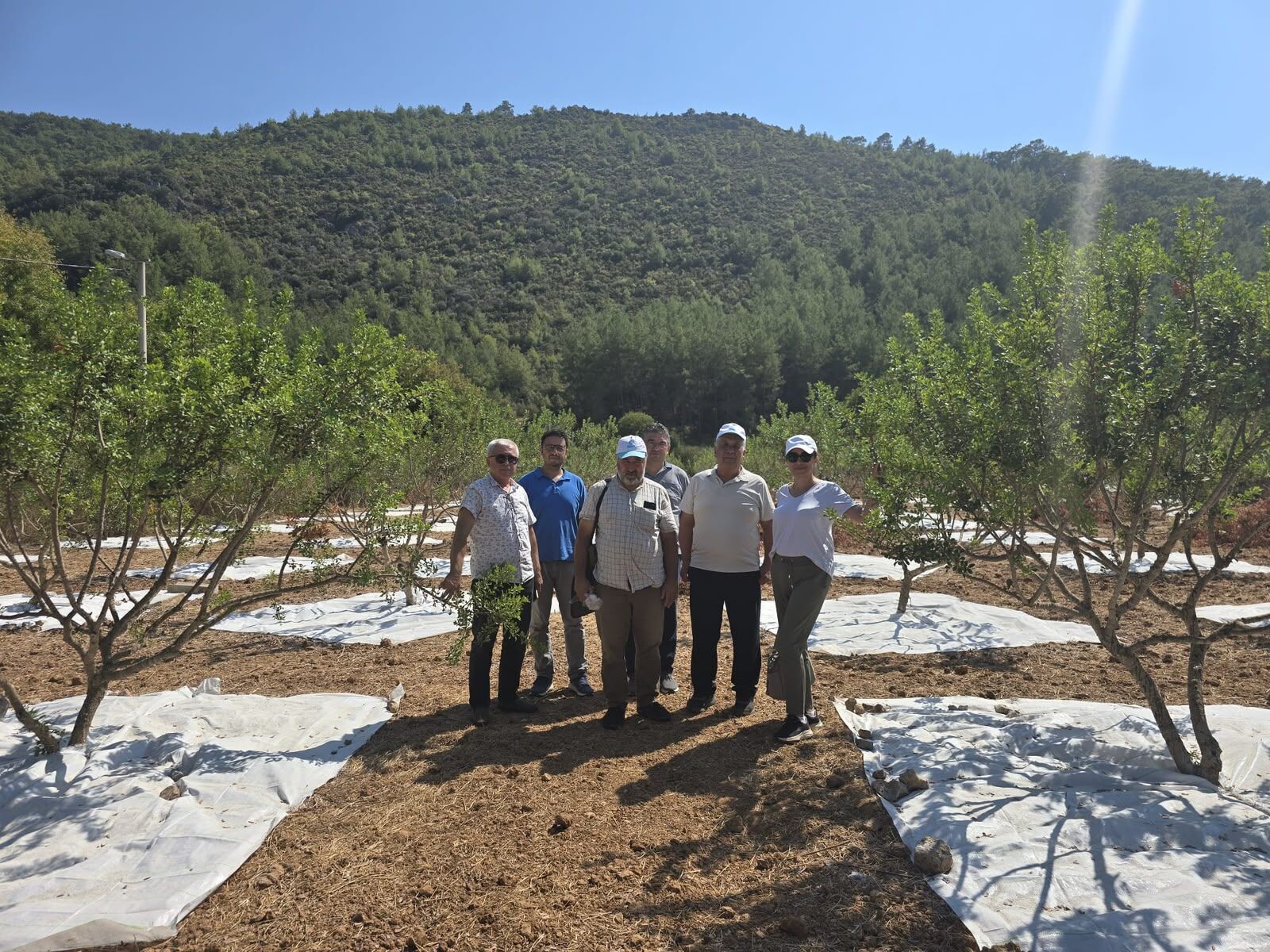 11 Yıllık Emek Karşılık Buldu Muğla’da Ilk Sakız Hasadı (1)