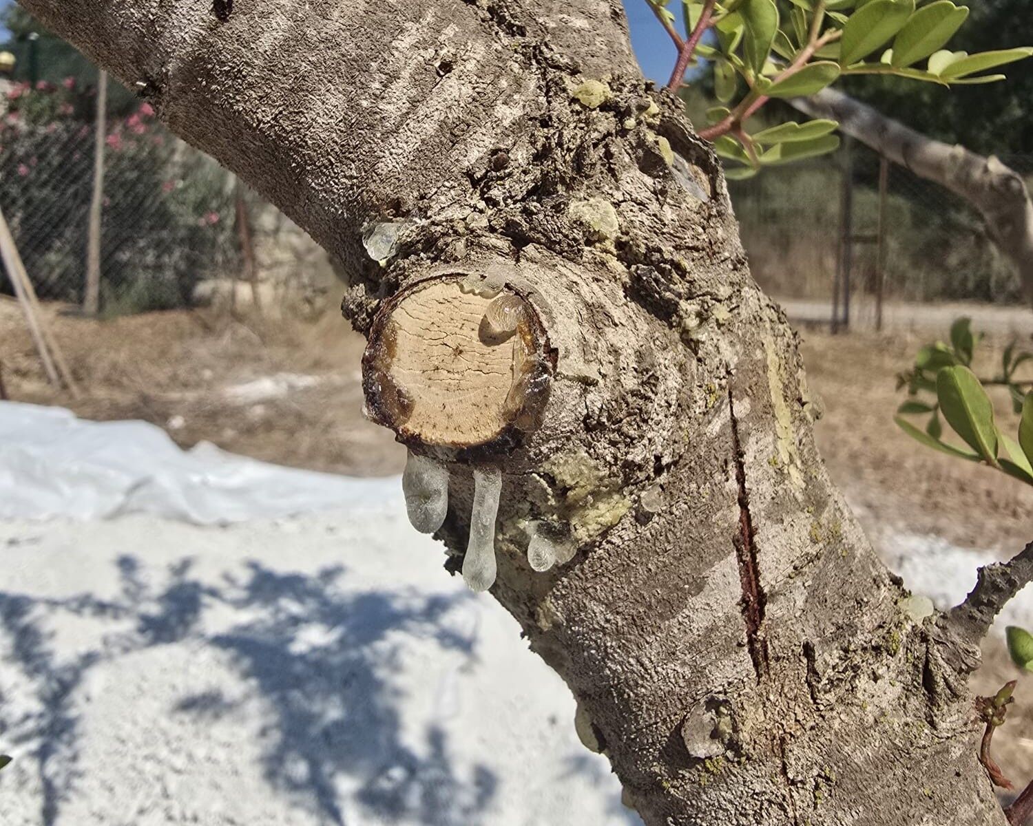11 Yıllık Emek Karşılık Buldu Muğla’da Ilk Sakız Hasadı (4)
