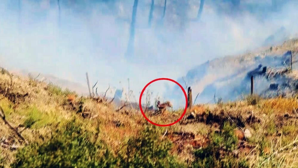 Orman Yangınında Yürek Burkan Görüntüler Canlıların Alevlerden Kaçışı Kamerada (2)