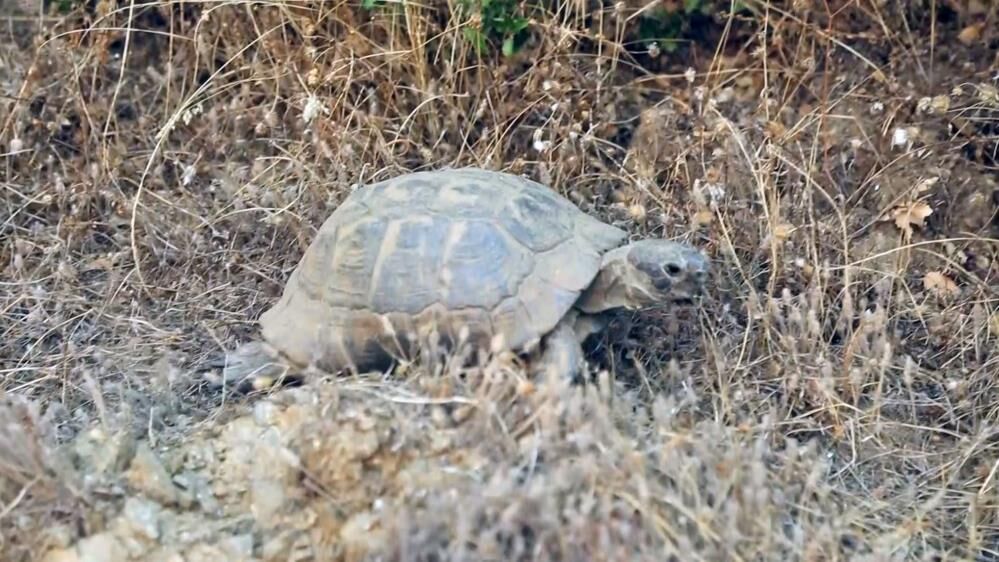 Orman Yangınında Yürek Burkan Görüntüler Canlıların Alevlerden Kaçışı Kamerada (3)