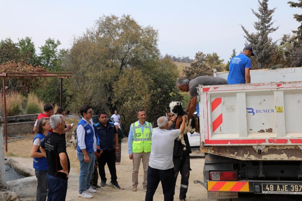 Seydikemer’de Yangından Etkilenen Üreticilere Büyükşehir Desteği (2)