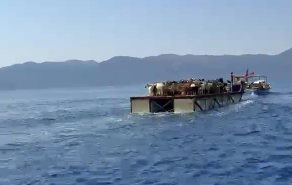 Keçi