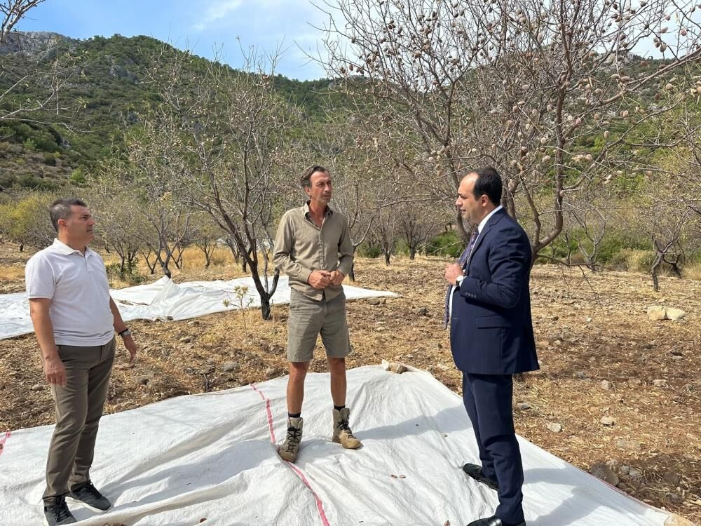 Datça’da Badem Hasadı Sürüyor 3 Bin Ton Ürün Bekleniyor (2)