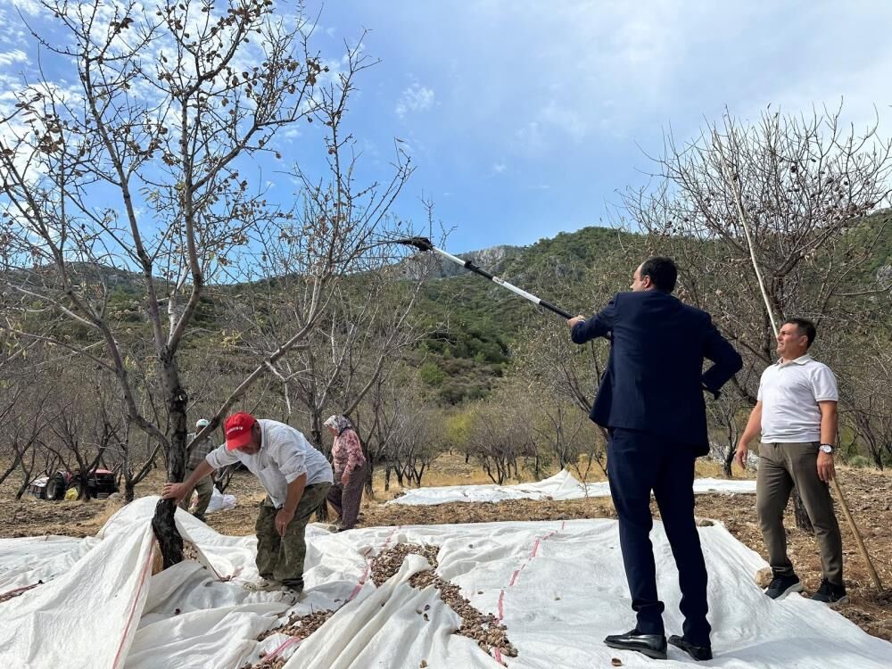 Datça’da Badem Hasadı Sürüyor 3 Bin Ton Ürün Bekleniyor (3)
