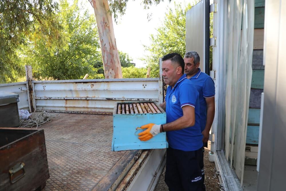 Muğla’da 236 Bin 710 Petek Güveden Korundu (4)