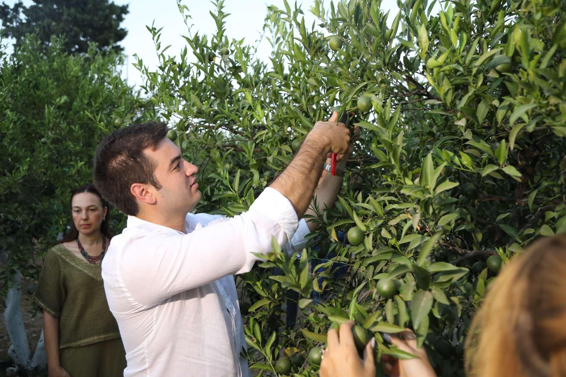 Yeşil Bodrum Mandalini Üreticisine Ekim Ayı Müjdesi (1)-1