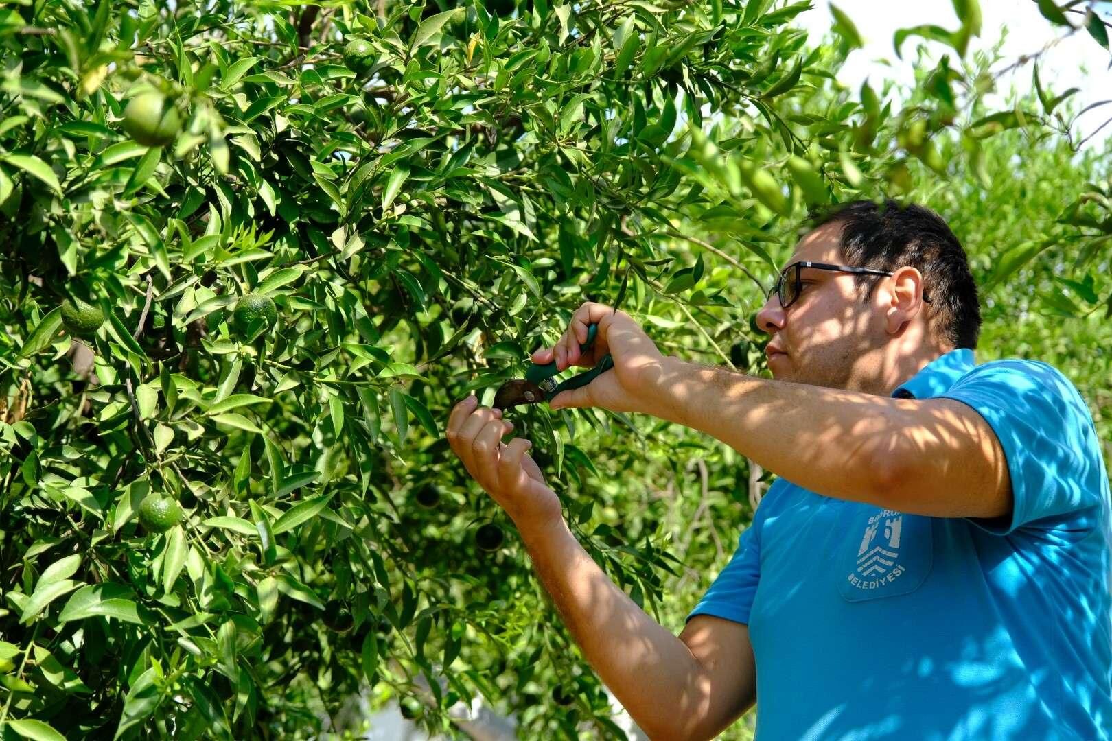 Yeşil Bodrum Mandalini Üreticisine Ekim Ayı Müjdesi (1)