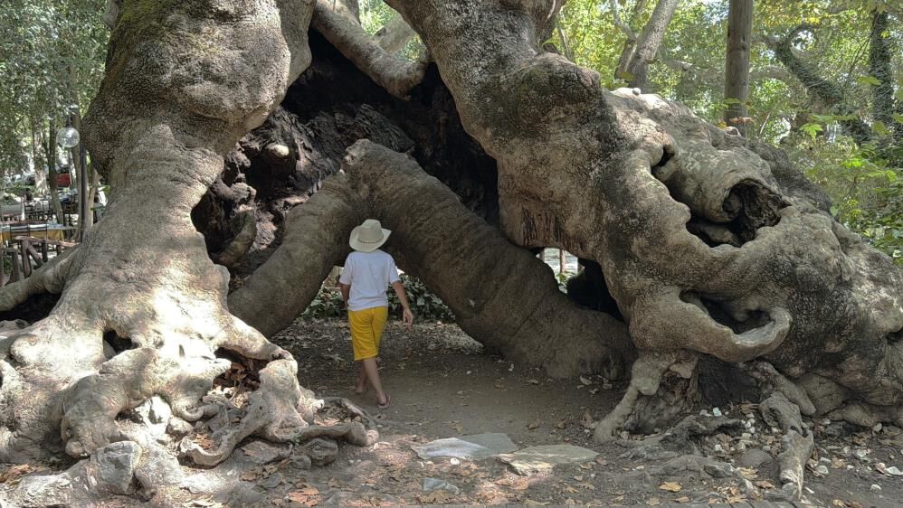 854 Yıllık Çınar Kanuni’nin Rodos Seferi’ne Tanıklık Etti (2)