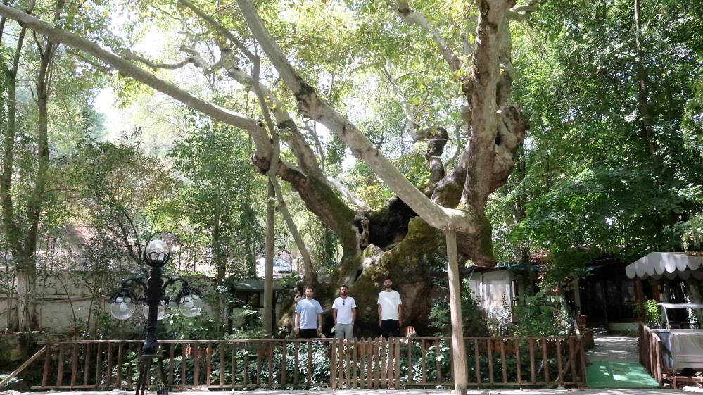 854 Yıllık Çınar Kanuni’nin Rodos Seferi’ne Tanıklık Etti (4)