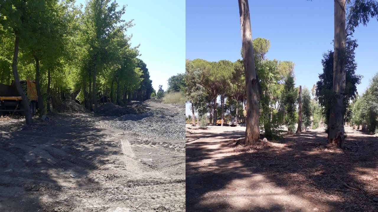 Dalaman’da Sığla, Çam Ve Okaliptüslerin Arasına Beton Döküldü (1)