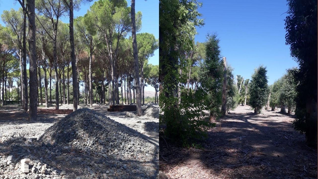 Dalaman’da sığla, çam ve okaliptüslerin arasına beton döküldü