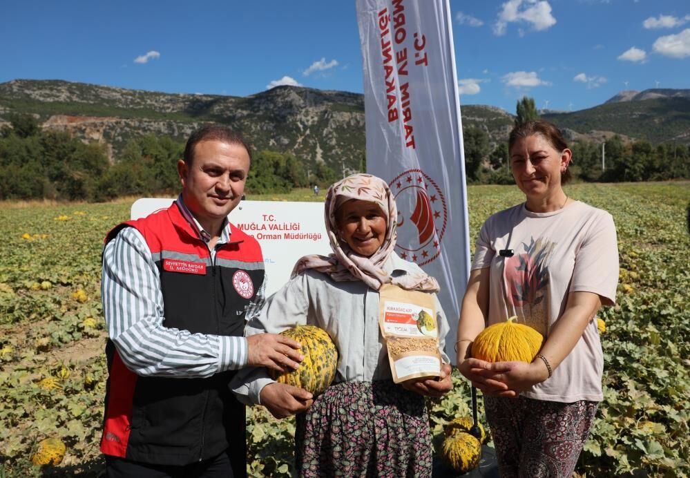 Karabağlar Yaylası’nda Ata Tohumları Ve Yayla Kavununda Hasat Zamanı (2)