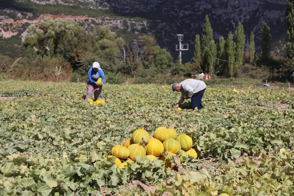 Karabağlar Yaylası’nda Ata Tohumları Ve Yayla Kavununda Hasat Zamanı (4)