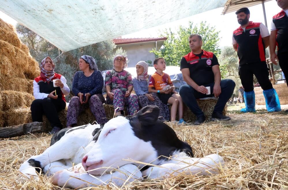 Buzağı Doğduğunda Bu Numarayı Arayın (2)
