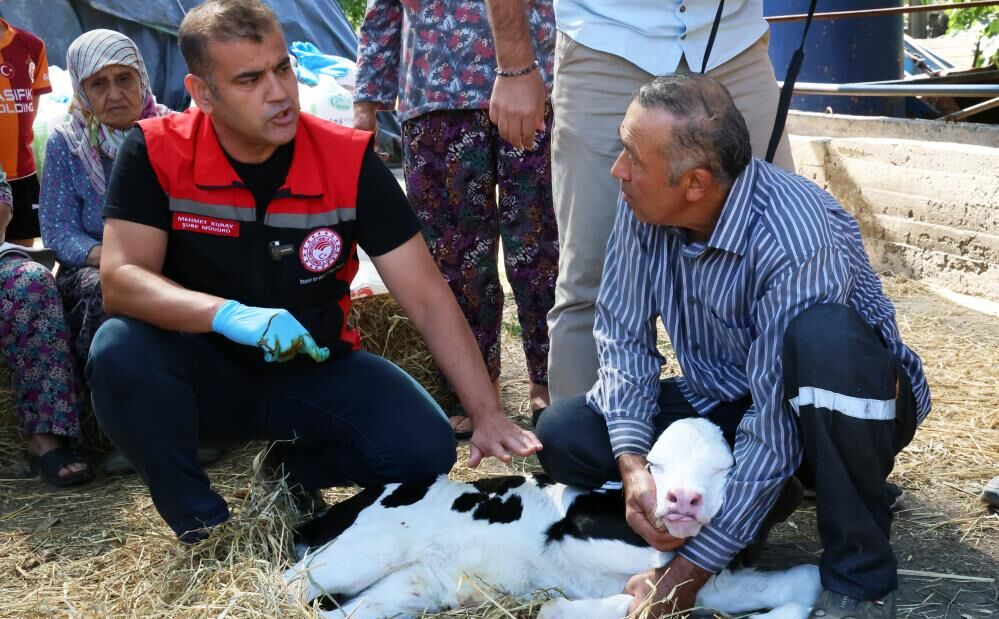 Buzağı Doğduğunda Bu Numarayı Arayın (3)