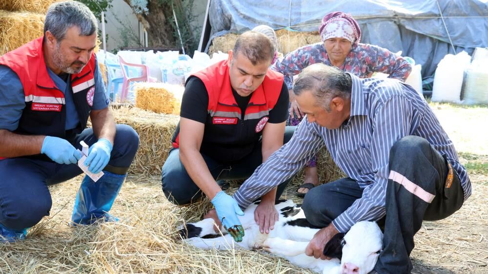 Buzağı Doğduğunda Bu Numarayı Arayın (4)