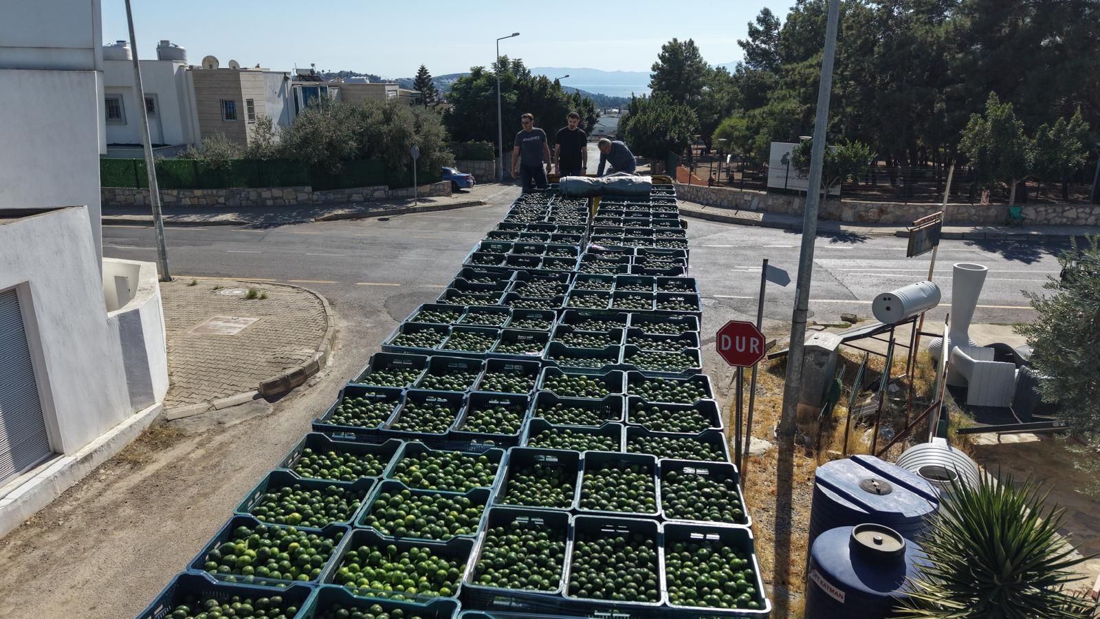 Bodrum Mandalininde Yeşil Hasat Bereketi (6)