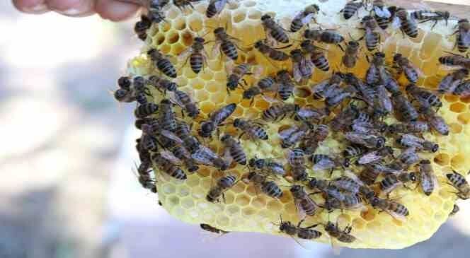 Muğla’da Arıcılara Destek Müjdesi! İşte Ödeme Tutarları