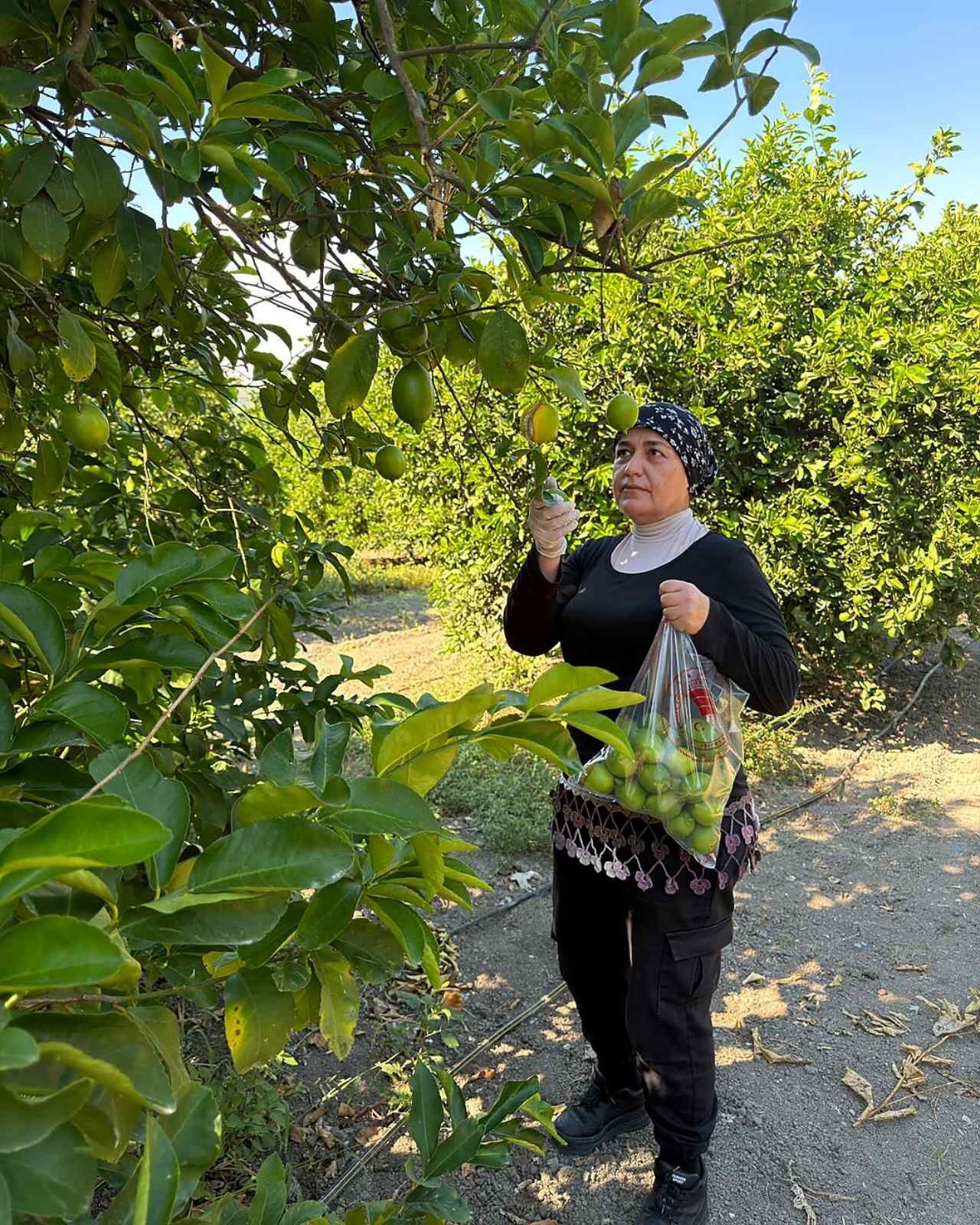Ortaca’da Nar Ve Limonda Hasat Öncesi Pestisit Denetimi (2)