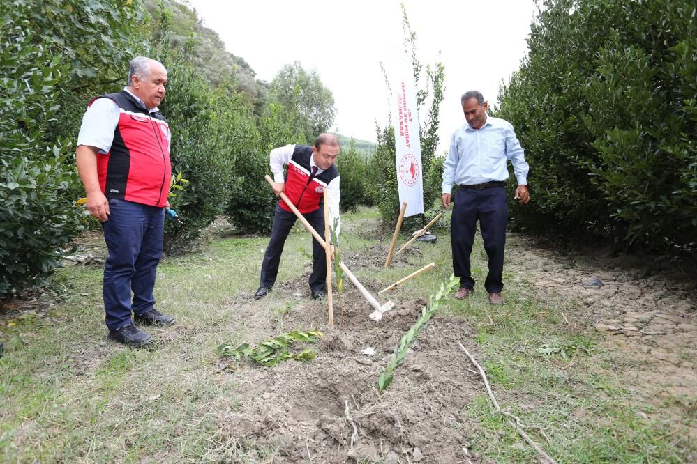 Ula’da Hasat Buluşması Üreticilere Yüzde 75 Hibeli Fidan (2)
