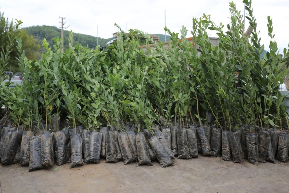 Ula’da Hasat Buluşması Üreticilere Yüzde 75 Hibeli Fidan (3)