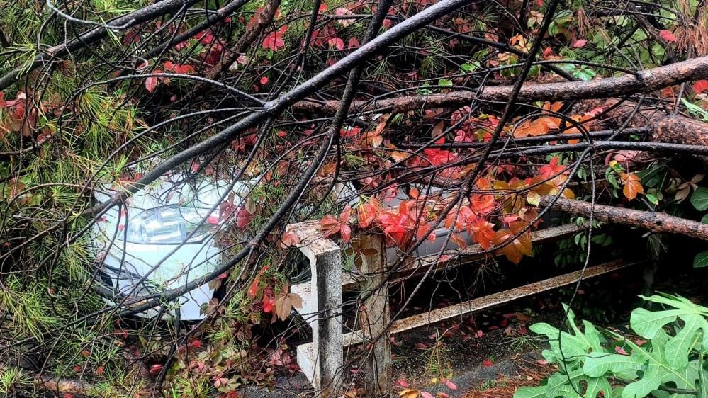 Menteşe’de Çam Ağacı Park Halindeki Otomobilin Üzerine Devrildi (2)