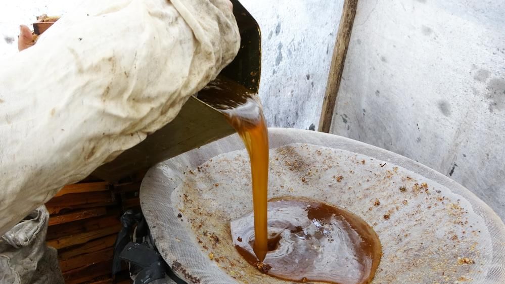 Muğla’da Arıcılardan Tepki Çam Balı Değerini Bulamıyor (2)