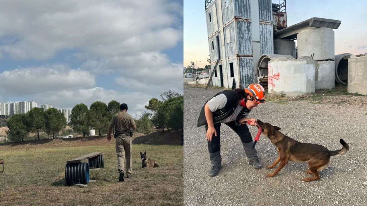 Muğla’nın arama kurtarma köpekleri yeterlilik sınavını geçti