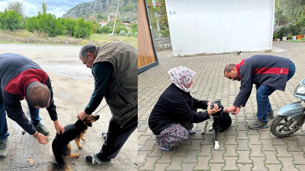 Ortaca’da iki mahallede kedi ve köpeklere kuduz aşısı