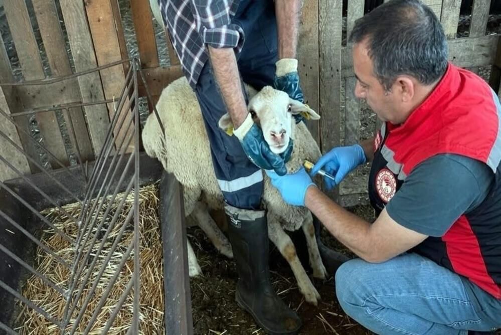 Muğla’da Küçükbaş Hayvanlardan Kan Örnekleri Alındı (2)